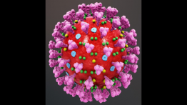 Corona Virus